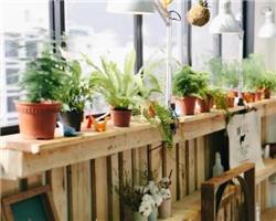 家居種植技巧